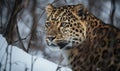 A beautiful photograph of an Amur Leopard