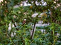 Graceful Bird Perching on a Plant