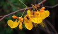 A beautiful photograph of Cassia fistula flower