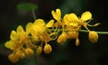 A beautiful photograph of Cassia fistula flower