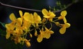 A beautiful photograph of Cassia fistula flower
