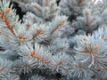 Beautiful photograph of different natural pine leaves