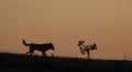 Beautiful photograph of a dog and a shrub after sunset