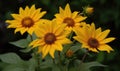 A beautiful photograph of Helianthus annuus flower