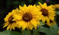 A beautiful photograph of Helianthus annuus flower