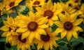 A beautiful photograph of Helianthus annuus flower