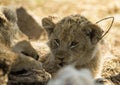 Beautiful photograph of lion cub enjoying the African savannah in South Africa Royalty Free Stock Photo