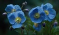 A beautiful photograph of Meconopsis betonicifolia