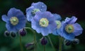 A beautiful photograph of Meconopsis betonicifolia