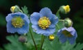 A beautiful photograph of Meconopsis betonicifolia