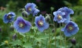 A beautiful photograph of Meconopsis betonicifolia