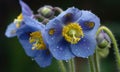 A beautiful photograph of Meconopsis betonicifolia