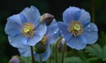 A beautiful photograph of Meconopsis betonicifolia