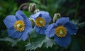 A beautiful photograph of Meconopsis betonicifolia