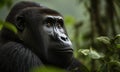 A beautiful photograph of a Mountain Gorilla