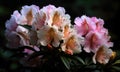 A beautiful photograph of Rhododendron flower