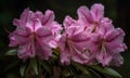 A beautiful photograph of Rhododendron flower