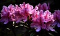 A beautiful photograph of Rhododendron flower