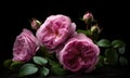 A beautiful photograph of Rosa \'Immortal\' flower