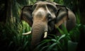 A beautiful photograph of a Sumatran Elephant