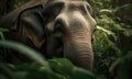 A beautiful photograph of a Sumatran Elephant