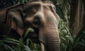 A beautiful photograph of a Sumatran Elephant