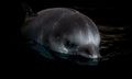 A beautiful photograph of a Vaquita