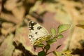 Beautiful photograph of bath white butterfly sitting on leaf