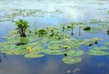 Beautiful photograph of yellow lily flowers and lily pads. Royalty Free Stock Photo