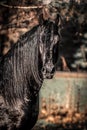 Black Friesian stallion horse