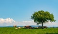 Beautiful  Photography Of Cows Laying Under The Tree On Green Grass