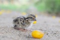 Beautiful photography of cute littleCommon quail. And best background.