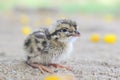 Beautiful photography of cute littleCommon quail. And best background.