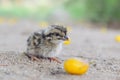 Beautiful photography of cute littleCommon quail. And best background.