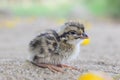 Beautiful photography of cute littleCommon quail. And best background.