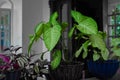 Beautiful photography Indoor plants