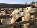 Israel, Mitzpe Ramon, LLama and Alpaca natural park