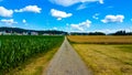 Landscape corn beautiful wallpaper bakground