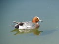 Detail of male Eurasian widgeon Anas penelope with water drops on his head swimming in the river