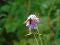 Beautiful photography of some spring flowers and a small butterfly from the city Royalty Free Stock Photo