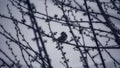 Beautiful photography of a Sparrow on a tree in winter