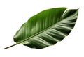 Beautiful and photorealistic leaf isolated on white background. Close-up view. Part of plant. Cut out graphic design