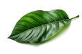 Beautiful and photorealistic leaf isolated on white background. Close-up view. Part of plant. Generative AI.