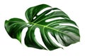 Beautiful and photorealistic monstera leaf isolated on white background. Close-up view. Exotic plant. Cut out graphic