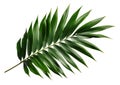 Beautiful and photorealistic palm tree leaf isolated on white background. Close-up view. Exotic plant. Cut out graphic