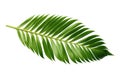 Beautiful and photorealistic palm tree leaf isolated on white background. Close-up view. Exotic plant. Cut out graphic