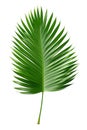 Beautiful and photorealistic palm tree leaf isolated on white background. Close-up view. Exotic plant. Cut out graphic