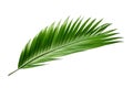 Beautiful and photorealistic palm tree leaf isolated on white background. Close-up view. Exotic plant. Cut out graphic