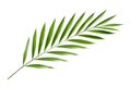 Beautiful and photorealistic palm tree leaf isolated on white background. Close-up view. Exotic plant. Cut out graphic