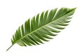 Beautiful and photorealistic palm tree leaf isolated on white background. Close-up view. Exotic plant. Cut out graphic